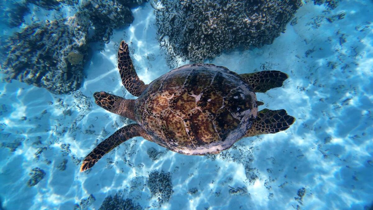 on-the-beach-maldives-pesci-PHOTO-2025-09-04-18-36-05 Tartaruga, Maldive