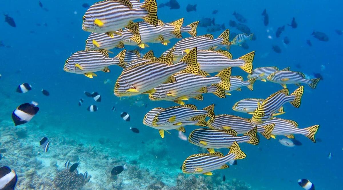 on-the-beach-maldives-pesci-PHOTO-2025-09-04-18-40-56 Pesci colorati