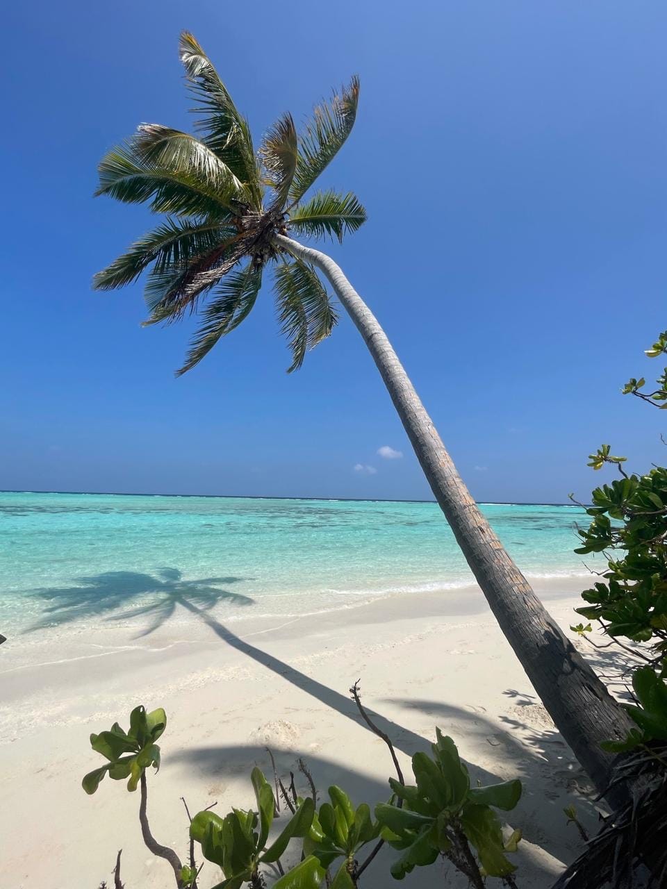 on-the-beach-maldives-verticali-spiaggia Palma su spiaggia deserta, Mare cristallino, Maldive